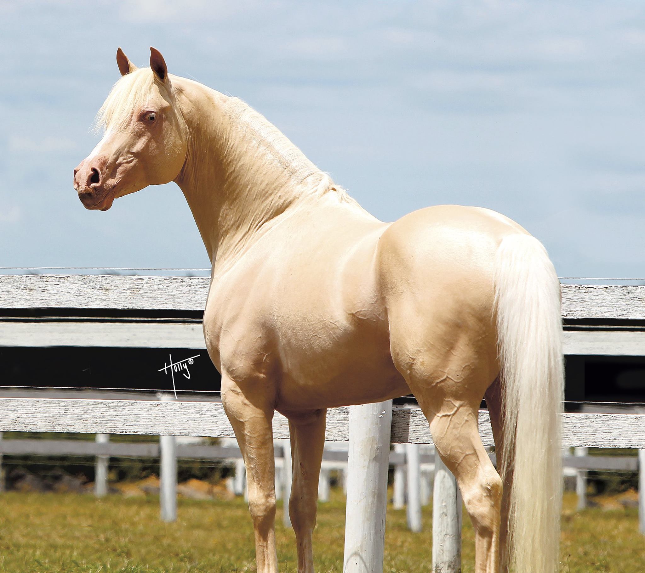 Cremello Stallion